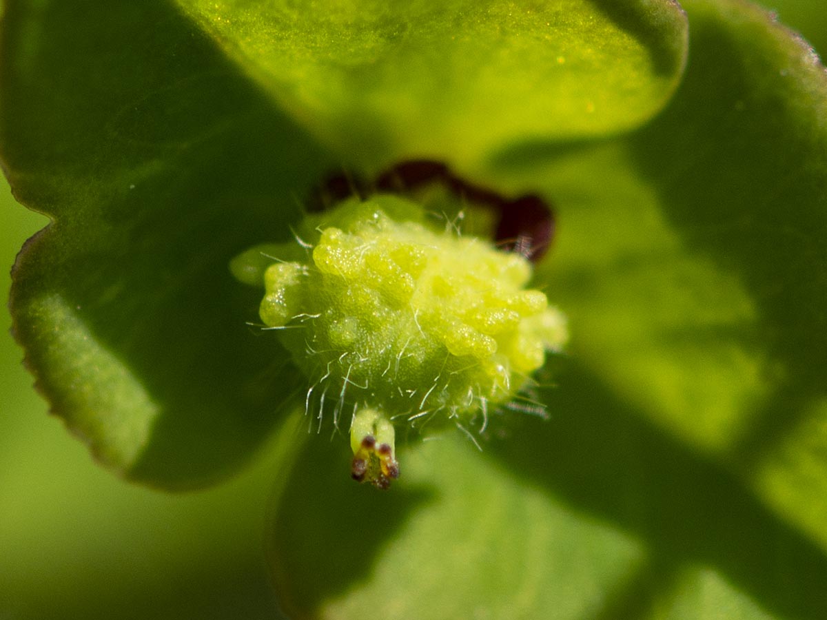 behaarte Frucht